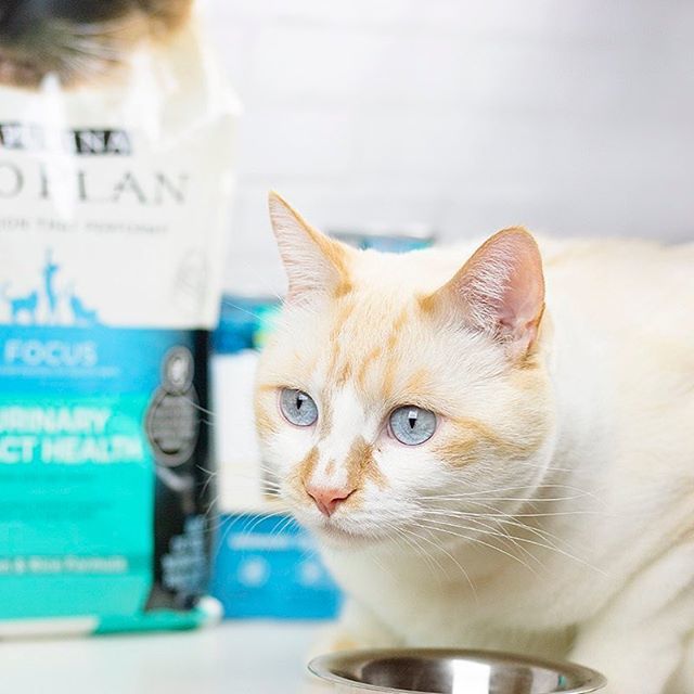 agoodhueblog's tweet photo. [ad] Loving my pets, like Scooter here, means making sure they’re getting the right nutrients to support their health. 😻 I feed my pets @proplan from @Purina at @Petsmart to #fueltheirpotential. Click link in bio to read more about my pets! #collecti… https://t.co/1TkFtU0k3k https://t.co/5FUpFhEML2
