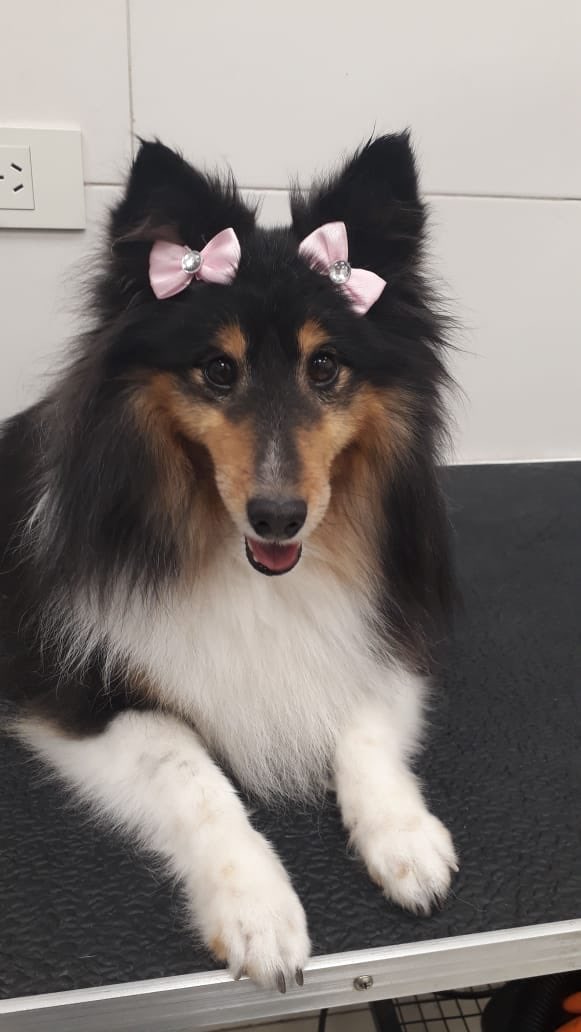 ¡Día de peluquería!🐾 Pedí tu turno a través de: puppis.com.ar/reservas