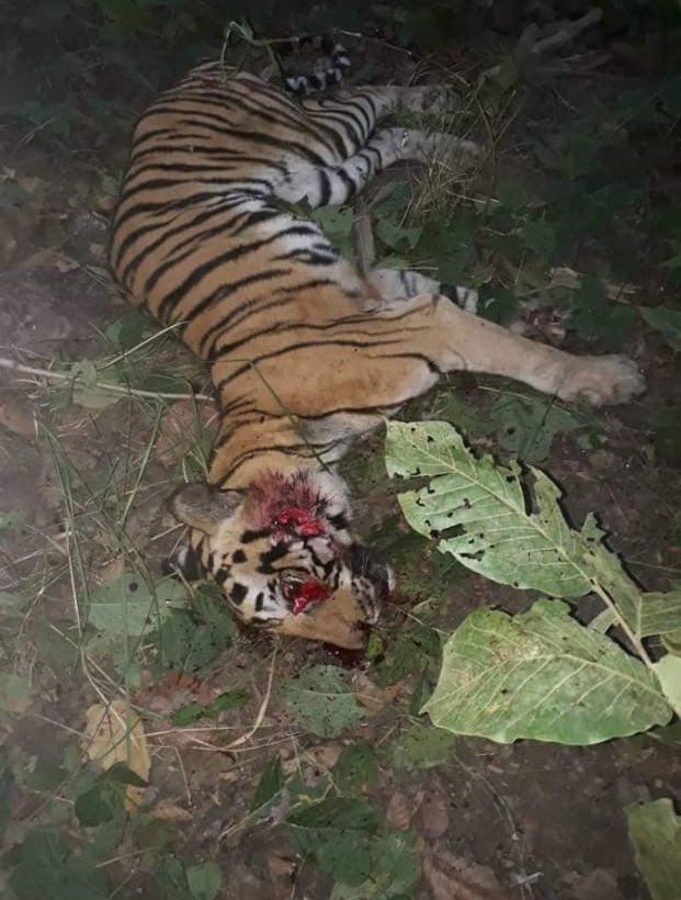 Another #Tiger #NationalPride mercilessly killed by villagers with a tractor seized from @UpforestUp officials in #Chaltua #Mailani #KishanpurTigerSanctuary #UttarPradesh she injured a man when he ventured into the jungle. We need a special team for ever rising #ManAnimalConflict