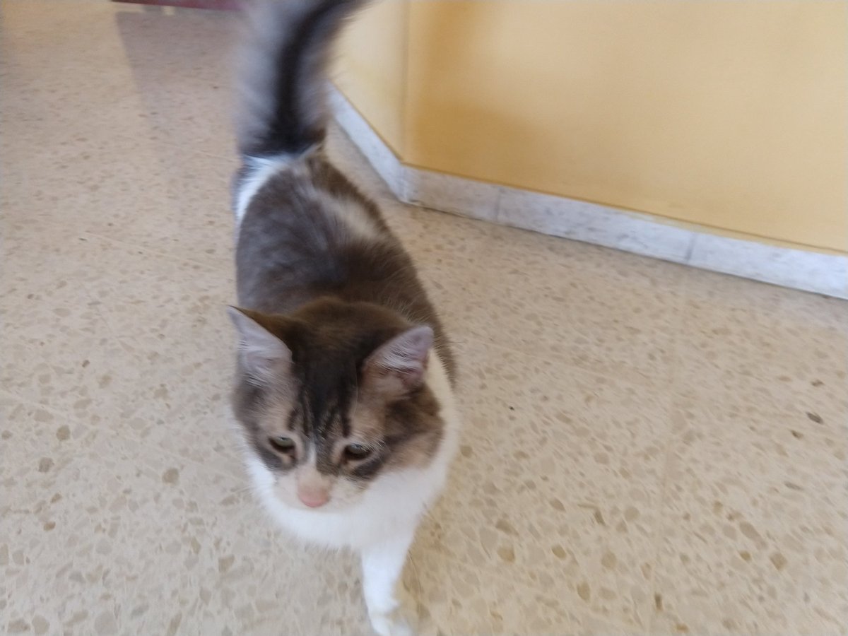 NassefPerdomo's tweet photo. Golosina y PinPong necesitan un hogar. Por favor comunicarse conmigo por DM. https://t.co/4g5DFkRdwI