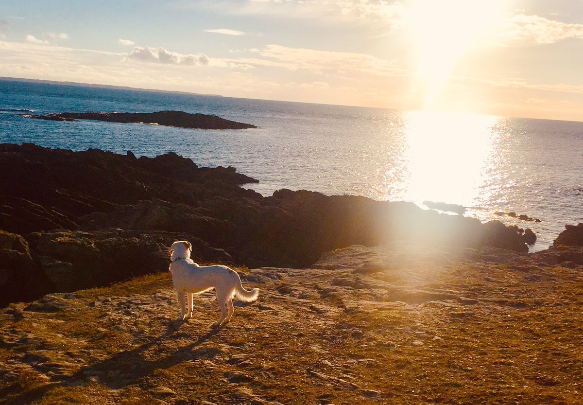 JL_Reichmann's tweet photo. Tous sur TF1 à 16h05 devant #SansCollier! Une immersion inédite au coeur du refuge de Montpellier 🐶🐱
Je vous emmène dans le quotidien de ces laissés-pour-compte et des personnes qui consacrent leur vie à leur offrir une nouvelle vie. On compte sur vous!!! https://t.co/yAYX1c5ku1