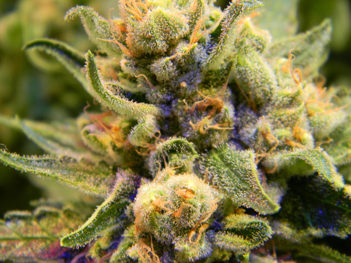 Does your bud look like ours? Check us out up close! #cannabis #marijuana #cannabiscommunity #420friendly #thc #led #cbd #SundayMorning #weed #ganja #dank #StonerNation  #StonerFam #indica #bud #cannabisculture #maryjane #highlife #pot #highsociety #Stoned