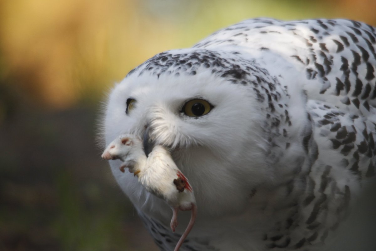 DPvanLoo's tweet image. Prachtig weer @WILDLANDS_Emmen . Sneeuwuil met prooi #canon #canonnederland #drenthe #emmen #drenthedoetwatmetje #snowyowl