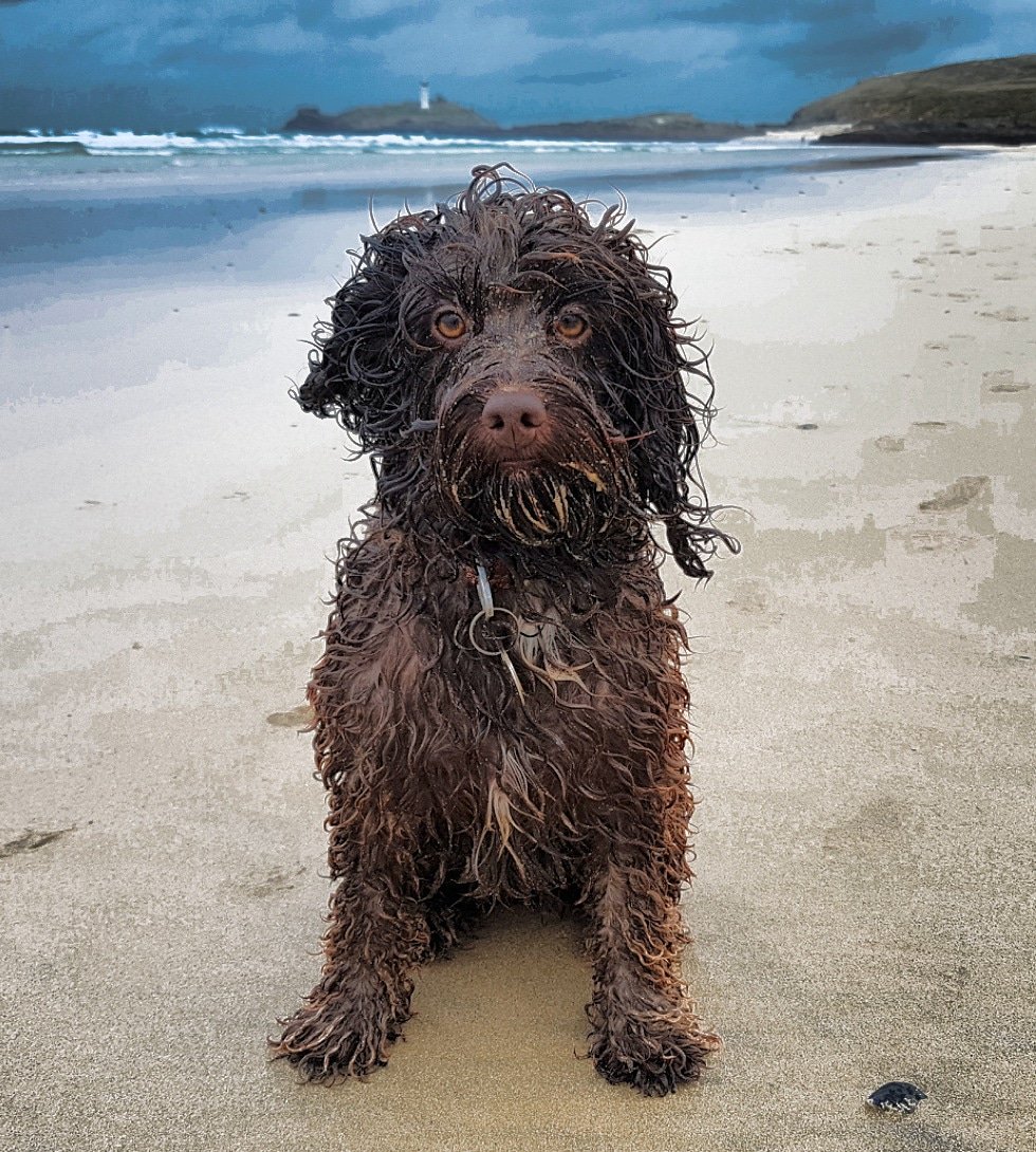 Soggy dog at the beach #cockapoo #dogsoftwitter #wild #cornwall #wildsky #godrevy #godrevylighthouse