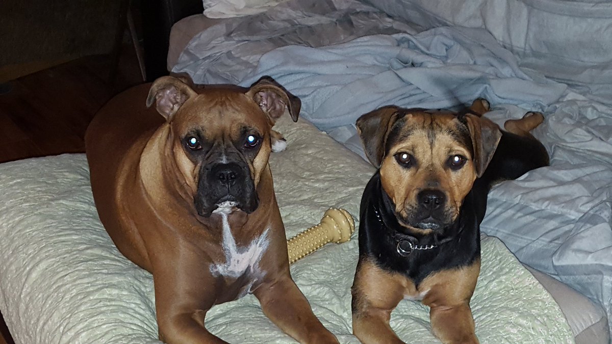 milo_rocco's tweet photo. @KellyQuinn Milo and Rocco say hello.  Love Janie 😊💙 https://t.co/39d7RsnR0u