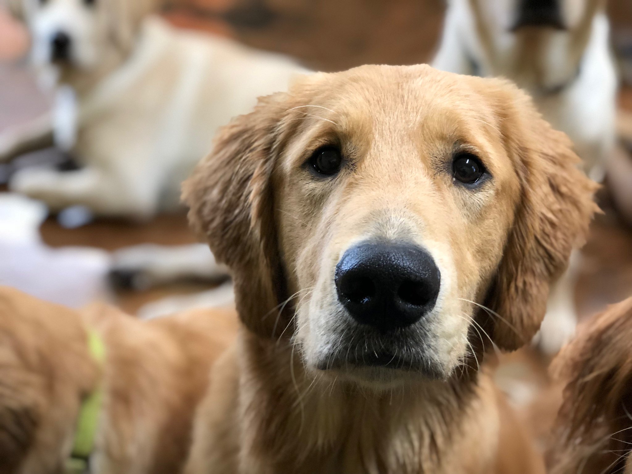 howie's doggie daycare