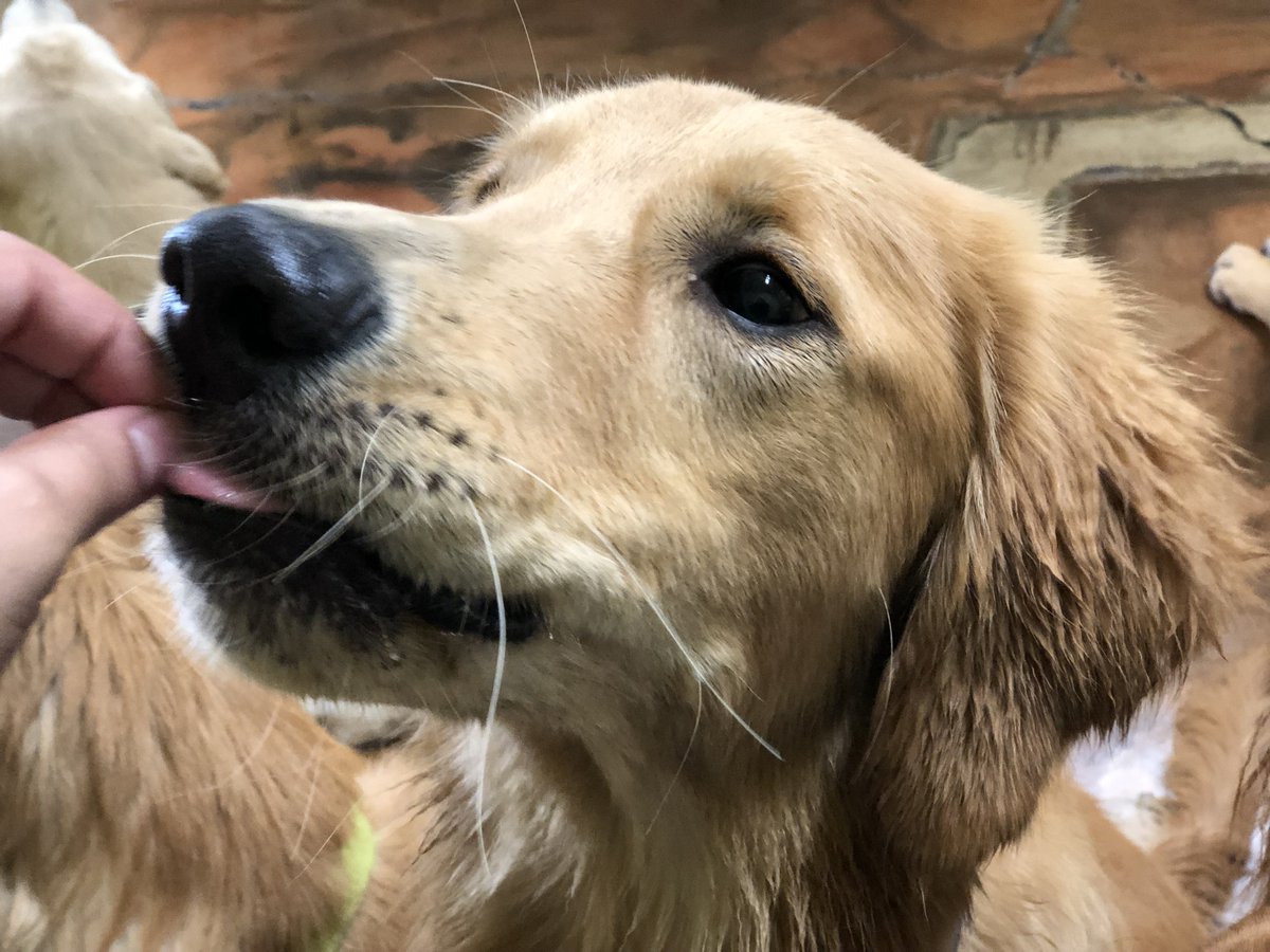 howie's doggie daycare