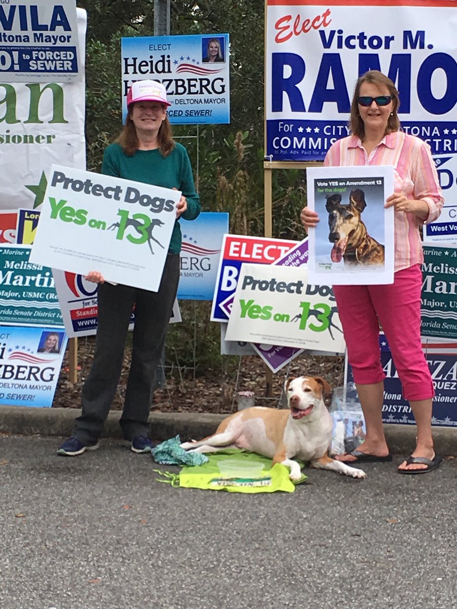 shadylady1976's tweet photo. Luigi was at the Deltona Library FL for early voting in support of his greyhound friends today. @VoteYesOn13 13. @CarolForFlorida @AndrewGillum
#YesOn13 https://t.co/3a20jgmluF