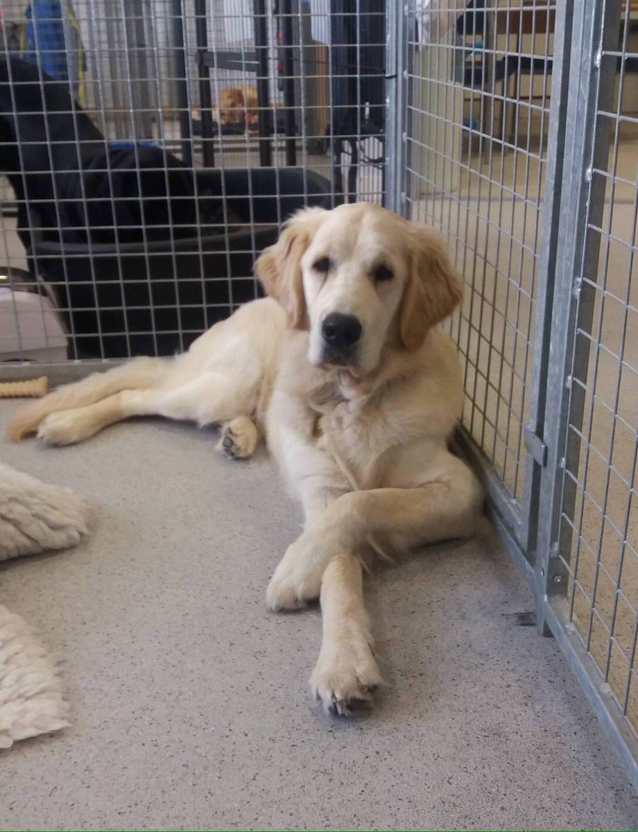 JK_GDT's tweet photo. Just found out about the photo description option on Twitter! I had no idea it existed! So I'm posting a gratuitous dog photo so that I can practice.. let me know if it works! https://t.co/p82vRw9l8y