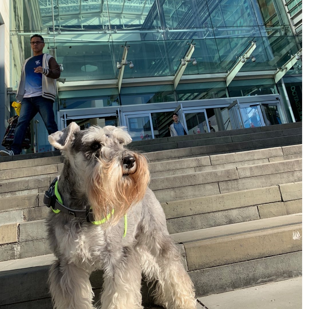 arndale terrier