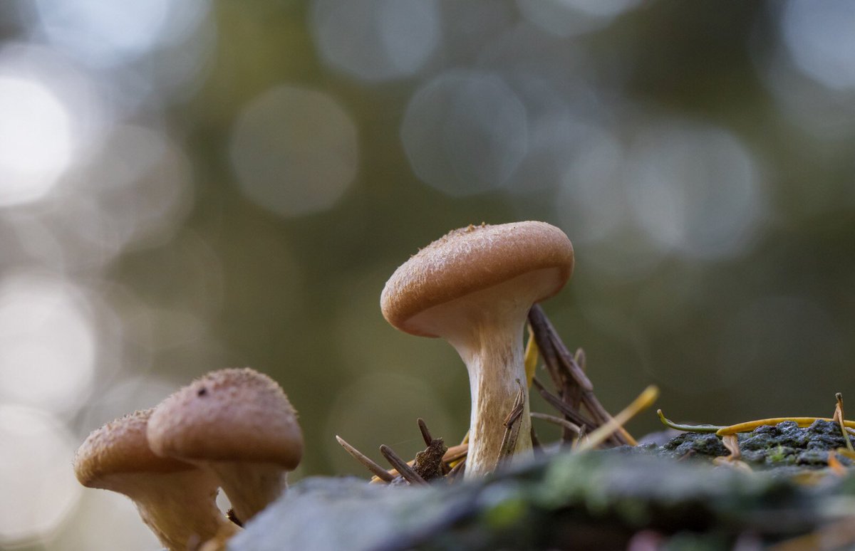 Shrooms from Stourhead <a href="/nationaltrust/">National Trust</a>  <a href="/WiltsRangersNT/">National Trust Wiltshire Landscape Rangers</a> <a href="/CanonUKandIE/">Canon UK and Ireland</a>