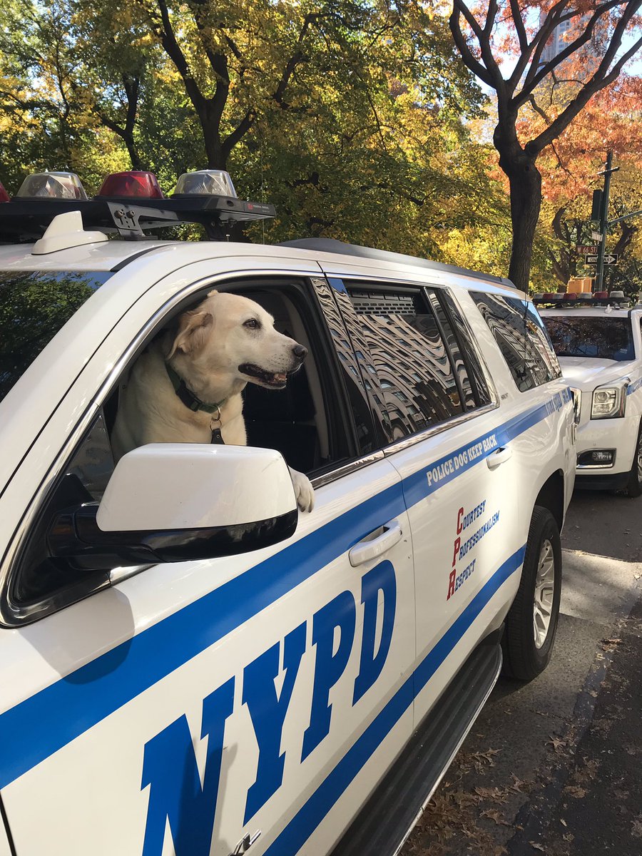 This is Bomb Squad K9 Rafferty’s 10th and last year protecting the <a href="/nycmarathon/">TCS New York City Marathon</a>. In honor of his retirement, we fulfilled his lifelong dream of driving the truck. #goodboy #NYCMarathon #TCSNYCmarathon