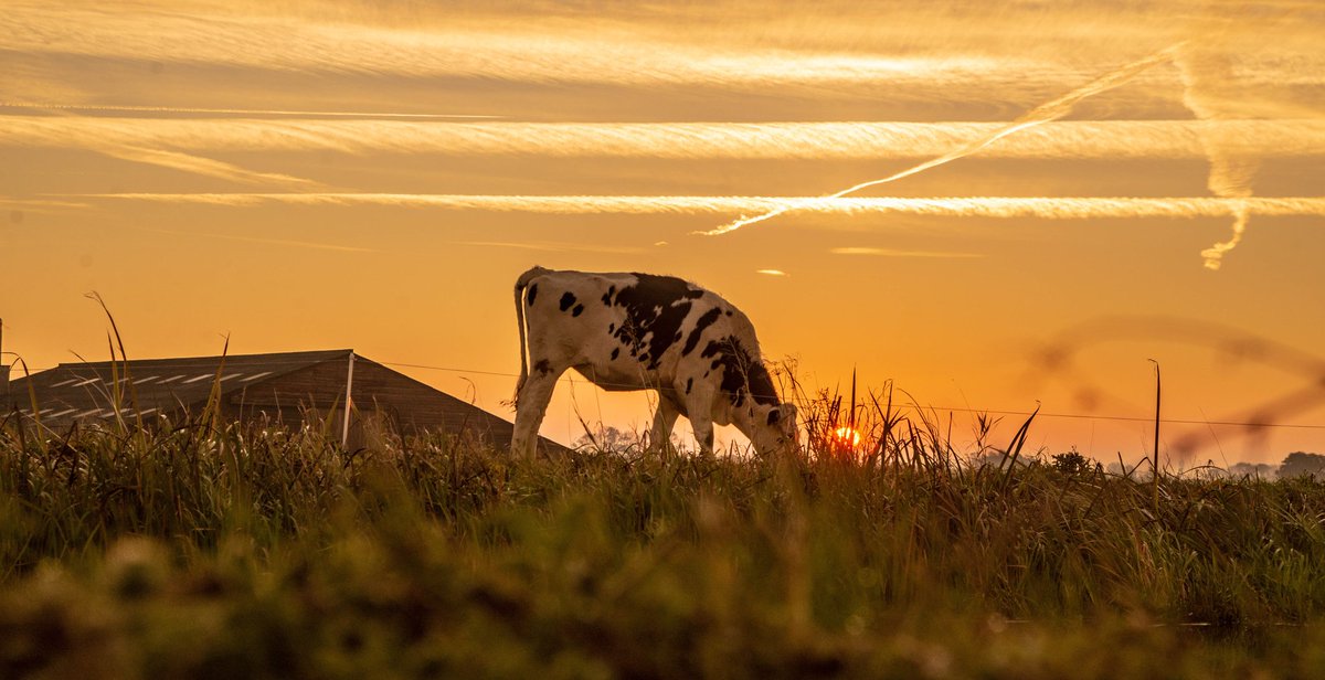 Geweldige ochtenden.. vooral vandaag zondag 4 november

<a href="/WNLVandaag/">WNL Vandaag</a> <a href="/LisetteWellens/">Lisette Wellens</a> @maaikheid