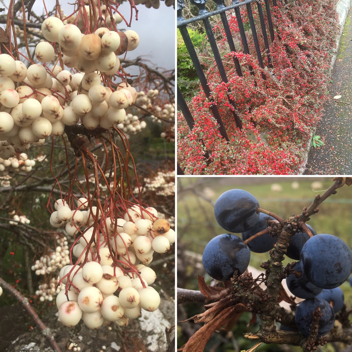 <a href="/VisitEden/">Visit Eden</a> <a href="/NotJustLakes/">Not Just Lakes</a> @BBCCountryfile <a href="/NatureUK/">NatureUK</a> <a href="/nationaltrust/">National Trust</a> A very Berry beautiful #walk along #countrylanes around #kirkbystephen #Cumbria #bedandbreakfast #berries #happybirds #lotsoffood
