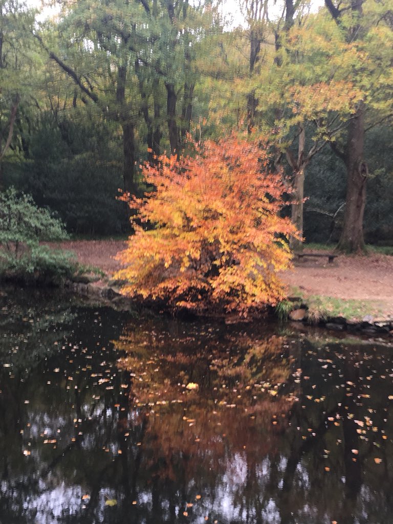 foodgrower's tweet photo. Beautiful #autumn colours #finglebridge #nature #woodland @WoodlandTrust https://t.co/aGPIQ4KOtp