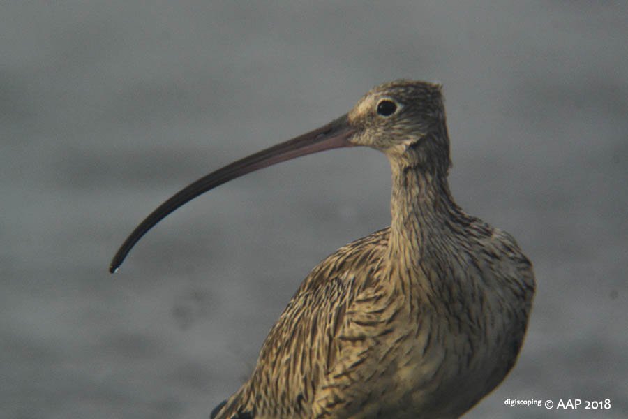 asmanraptor's tweet photo. Far Easter Curlew and Eurasian Curlew,.
#digiacoping Kowa TSN-4 with Nikon 1 v2, Nikon FT 1 and DIY Adapter,. #needupgrade spotting scope,.
@KowaOptics @KowaOpticsEU @orientbirdclub @AvianBiology https://t.co/m1woT2kxb6