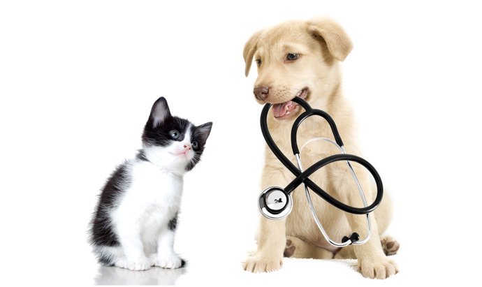 Rescue Your pets with #Petsability #petHealthcare supplements. #Petsability is Online #petpharmacy . 
#petpharmacy #petmedicine #organicpetpharmacy #homeopathyforpets #homeopathypets #petsupplements #petmeds #petcare #petsupplies #petpharmacyusa #petpharmacyupinhere