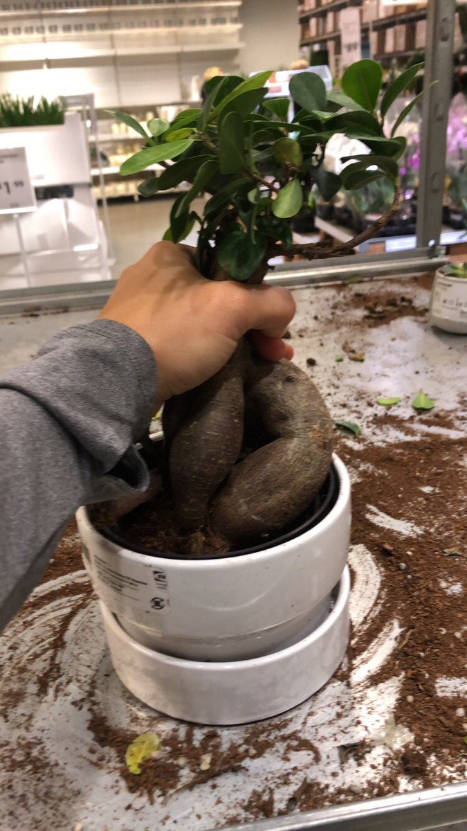 jcrum_18's tweet photo. Fully expecting this plant to shriek at the top of its lungs. #HPKid ⚡️ https://t.co/hXP9lIcOUq