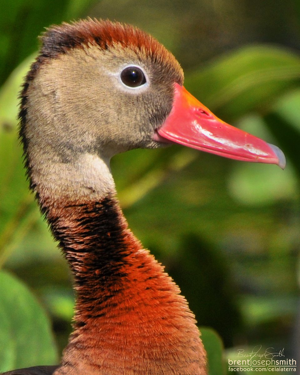 celalaterra's tweet photo. Black Bellied Whistling Duck - Brazos Bend State Park, Tx

Photo: Brent Joseph Smith © 2018
https://t.co/GpyXHxowbN (Nature Page)
https://t.co/vM7ba7Shh0 (Studio Page)

#blackbelliedwhistlingduck #duck #naturephotography #brazosbendstatepark
Vist https://t.co/GocqUQfadi to order. https://t.co/la9EzFzy00