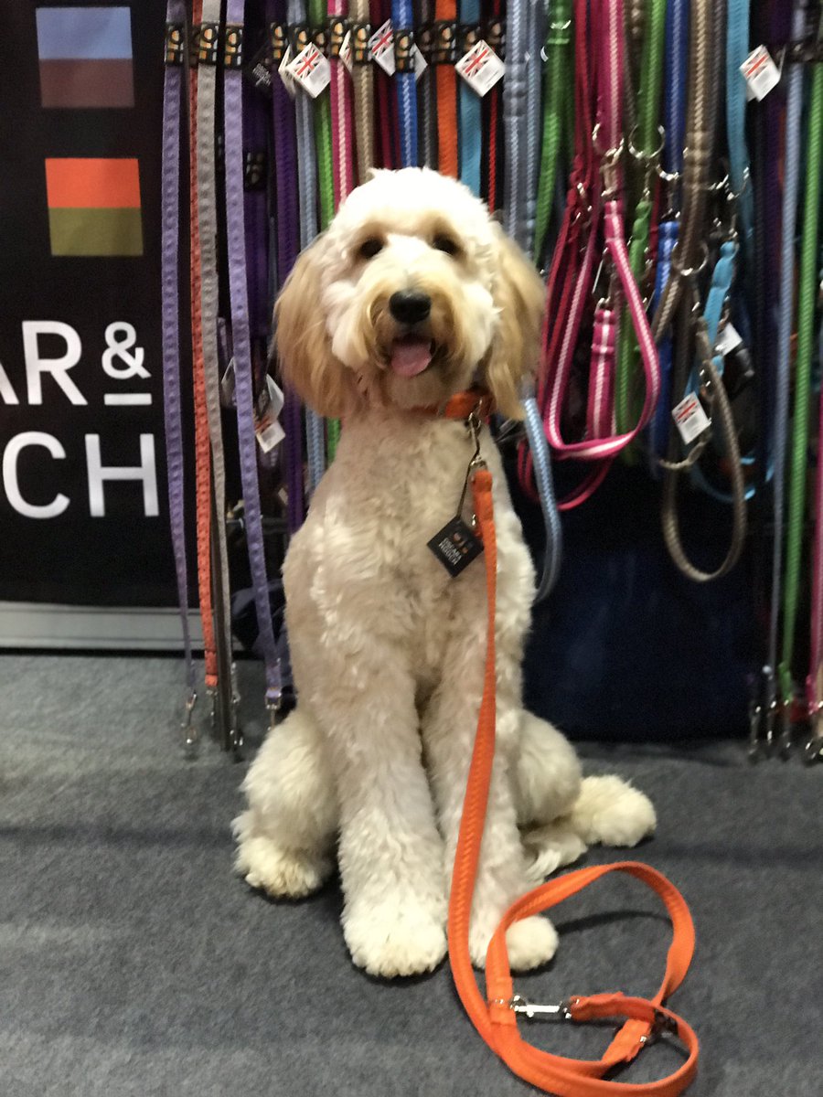 snapthedoodle's tweet photo. Just got back from a crazy weekend at the @nationalpetshow!! We had such a fantastic weekend meeting lots of lovely people, brands, and other dogs.

Head over to my Instagram to find out what we got up too. 🐾 

https://t.co/VuQwBVPTCs https://t.co/3AHtfK0vpk