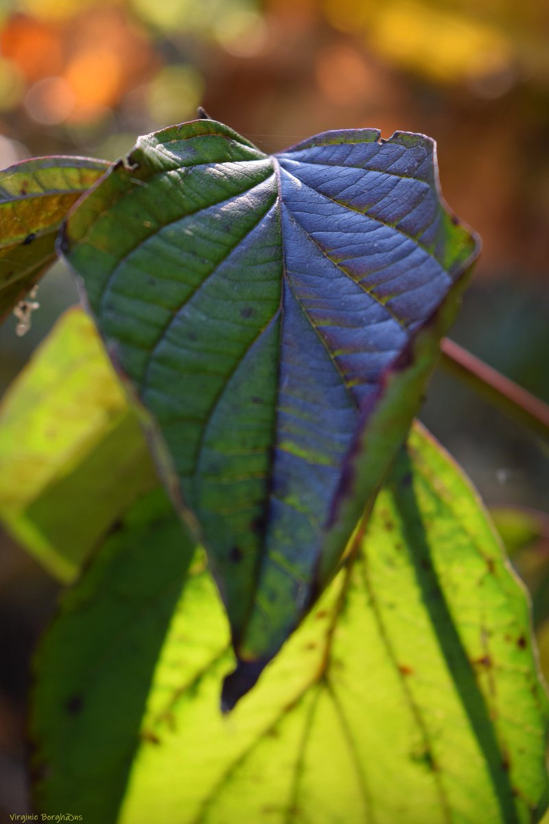 vborghans's tweet photo. Sunshine on my mind
#enjoylife #natuurbeleving #naarbuiten https://t.co/ltMEZd0ysE