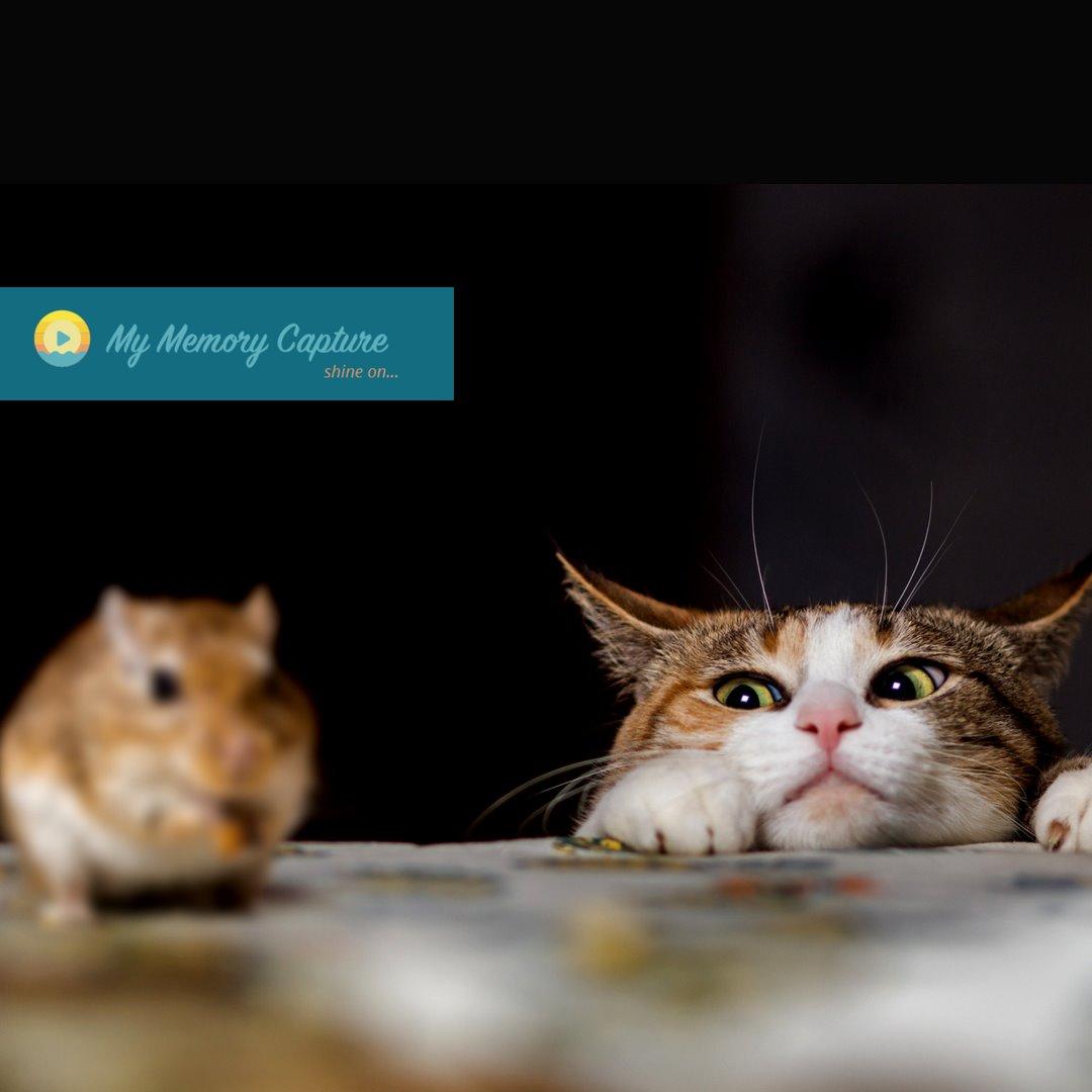 mymemorycapture's tweet image. Wouldn’t it be nice to have that comfort of knowing that in the event of your possibly untimely death, you have the ability to leave a lasting message for your friends or family? And that they can keep it forever &amp;amp; view anytime? bit.ly/2R6nIu5 #ShineOn #MyMemoryCapture