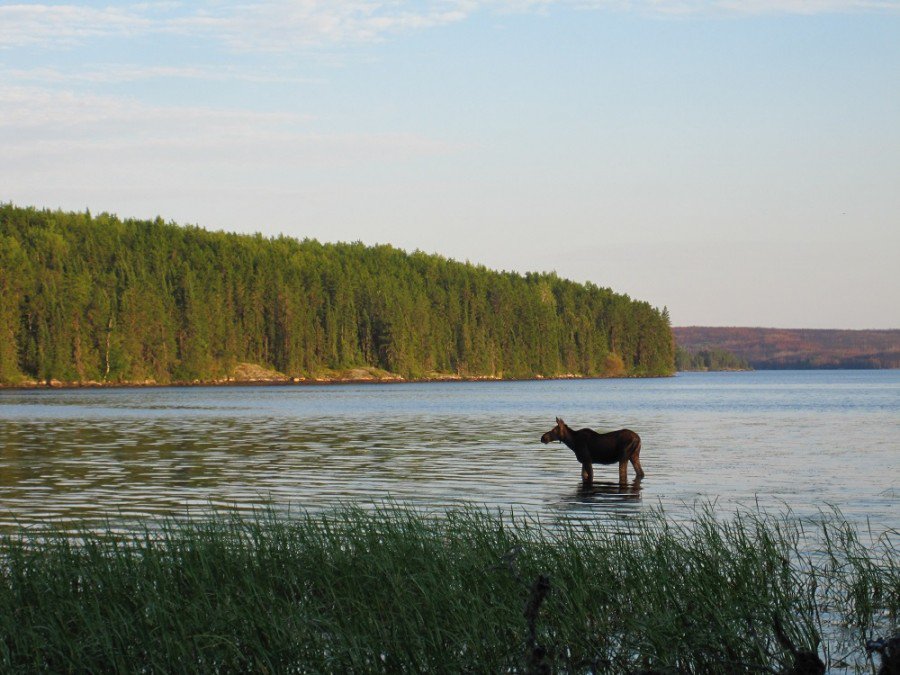Conserved habitats help to regulate greenhouse gases and reduce the impact of floods &amp; droughts. bit.ly/2xbkGd3 #OursToProtect
