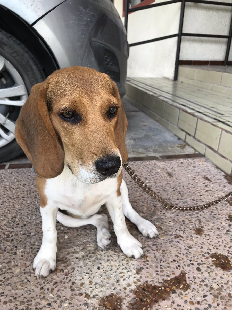 joselastra55's tweet photo. ZONA TEC⚠️⚠️
Se encontró esta perrita, tiene collar gris🐶
Ayudadnos a encontrar a su dueñ@ https://t.co/W20Hc7BtTQ