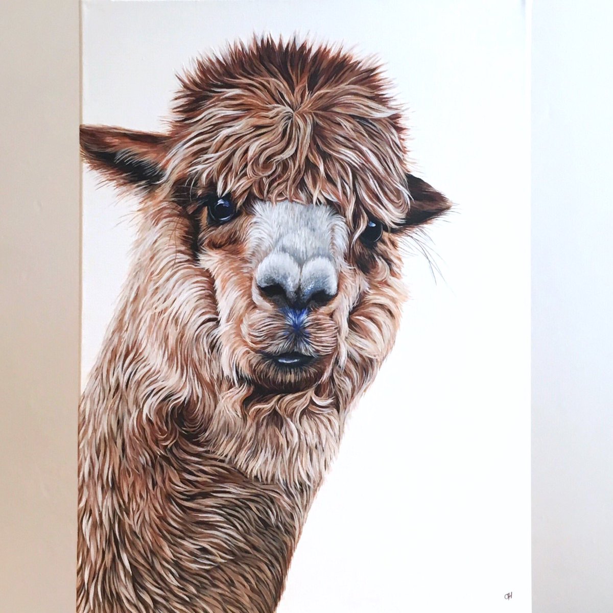 Download Olivia De Rivaz On Twitter Here S My Finished Alpaca Painting Now On My Etsy Page Https T Co Ub19vxgzwi Don T Forget To Enter My Kissing Hares Competition Before It Closes On 10 Nov On Fb