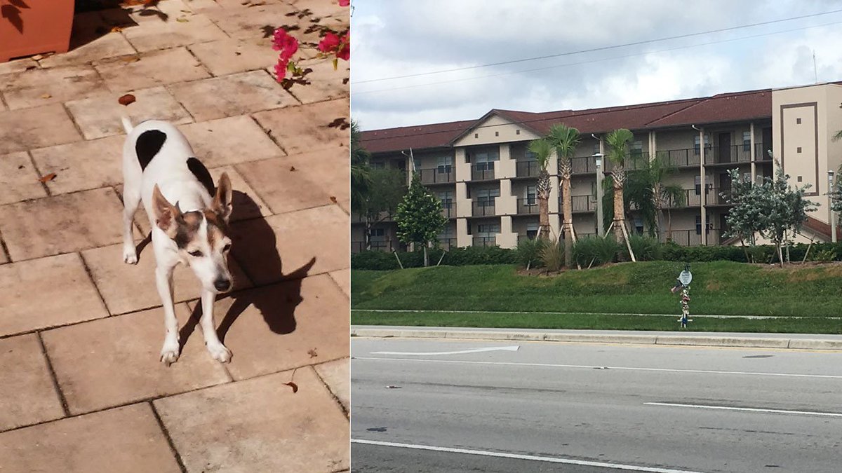 Woman attacked, dog killed by pit bulls in Pembroke Pines bit.ly/2D1hXt2 https://t.co/KQ0FFrNqgH