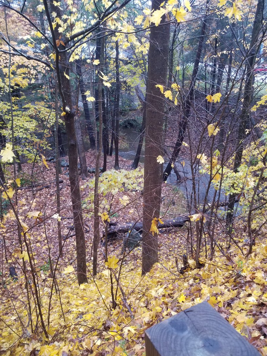 HeidiSimoneau's tweet photo. Two streams on campus, behind MUB and behind the Alumni Center, were going over their banks during the storm early yesterday morning. I've never seen either so high. Going to check back tomorrow to see if either have gone down. #AquaEco2018 https://t.co/XR5h0J1UuU