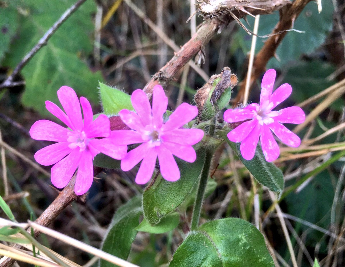WildlifeTrusts's tweet image. Every Sunday from 8-9pm it’s #wildflowerhour. Share photos of the flowers you’ve seen growing wild this week. Not that many flowers around now it’s November, but here’s some red campion from yesterday. 🌸
