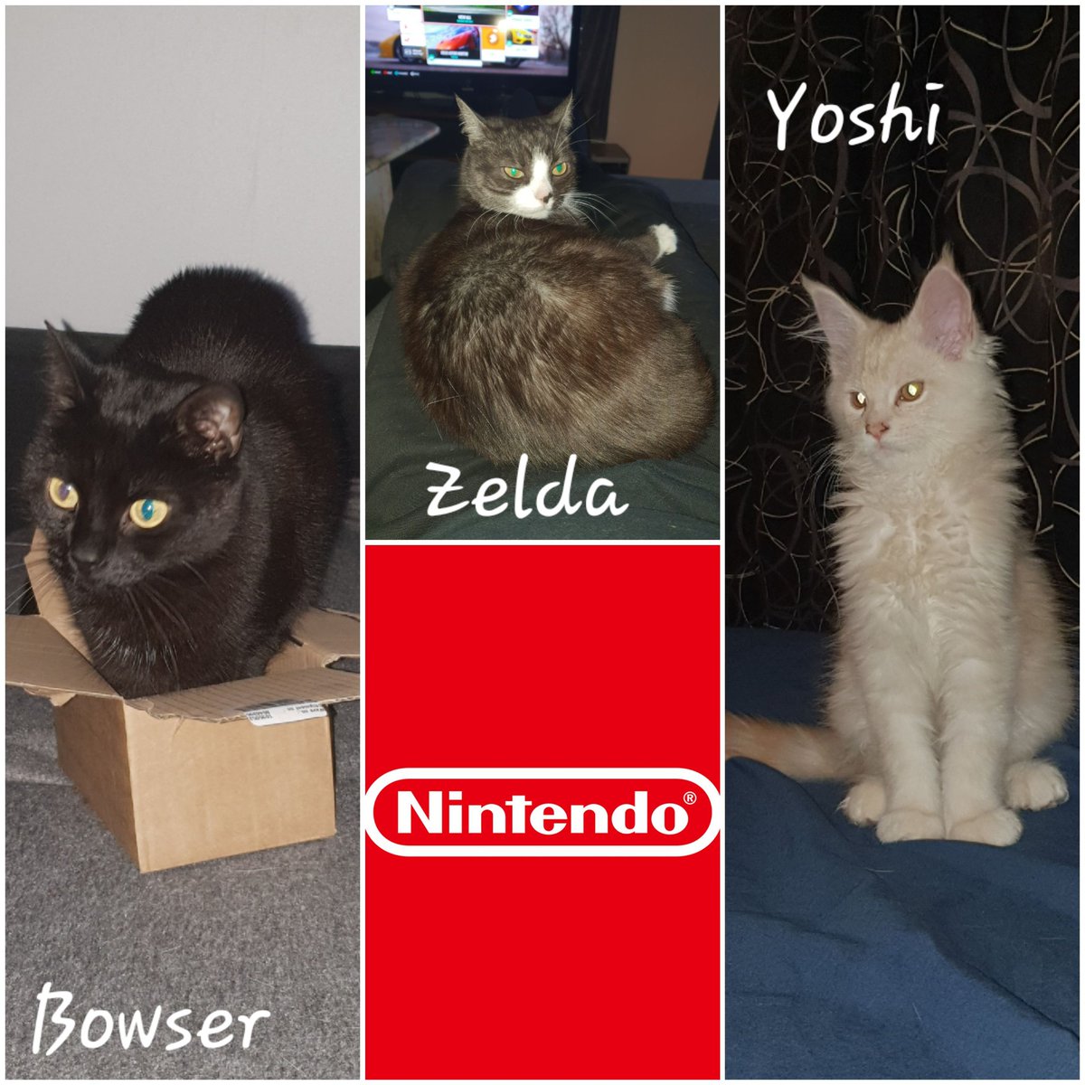 SWE_Motorizer's tweet image. 