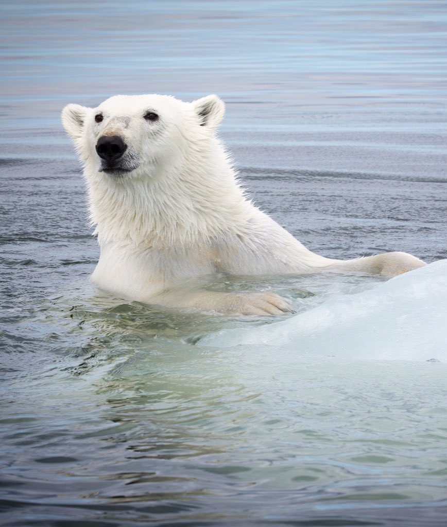 The Latin name for polar bears is Ursus Maritimus. They are marine mammals. They are excellent swimmers and depend on the sea ice as their platform to hunt their favourite source of food, ringed seals. #welivetoexplore #explorecanada #cangeo #travelmb #AllTheThings