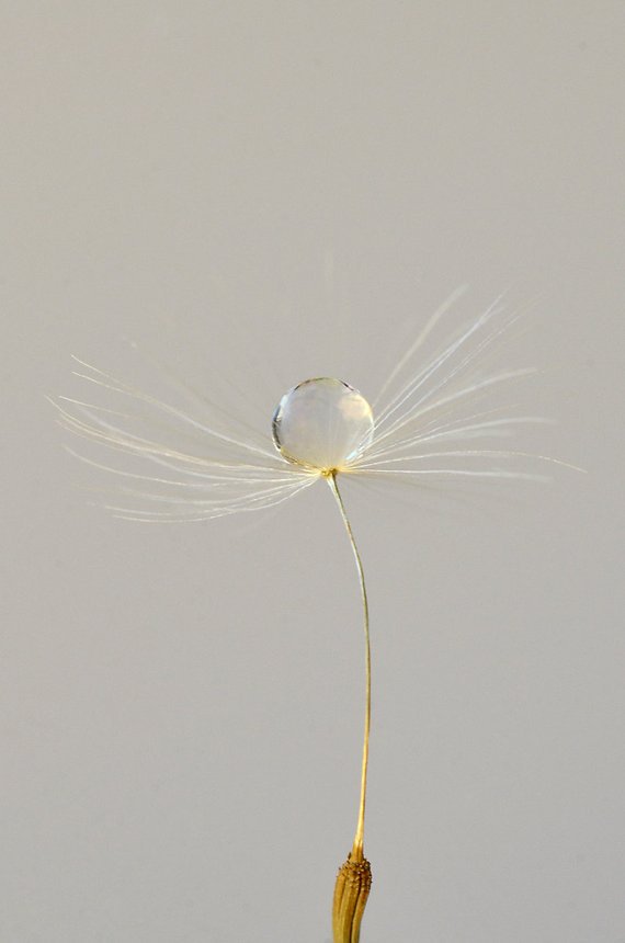 FreakyGirlRed's tweet photo. Dandelion Photograph, Water Drop Macro Photography, Minimal White Dandelion Seed Picture, Nature Photograph Wall Art, Fine Art Photo Print #FineArtMacro #DandelionPicture #MacroPhotograph #WaterDropPhoto #WaterDropMacro #MinimalDandelion
➤ https://t.co/b9F0vLCAVI
via @outfy https://t.co/5gKJjlMGcc