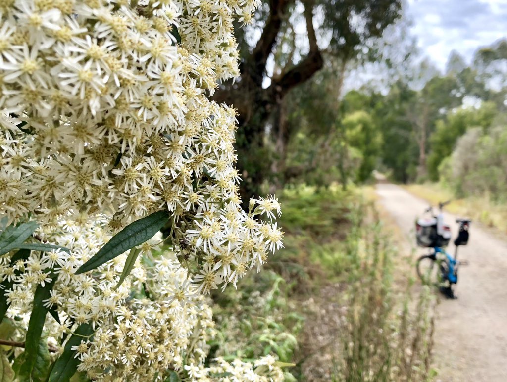 daynaa2000's tweet photo. Flowers of the #greatsouthernrailtrail that we passed yesterday. #mybrompton #madeforexploring #railtrail #noracinghere https://t.co/cGgVa9uQcg