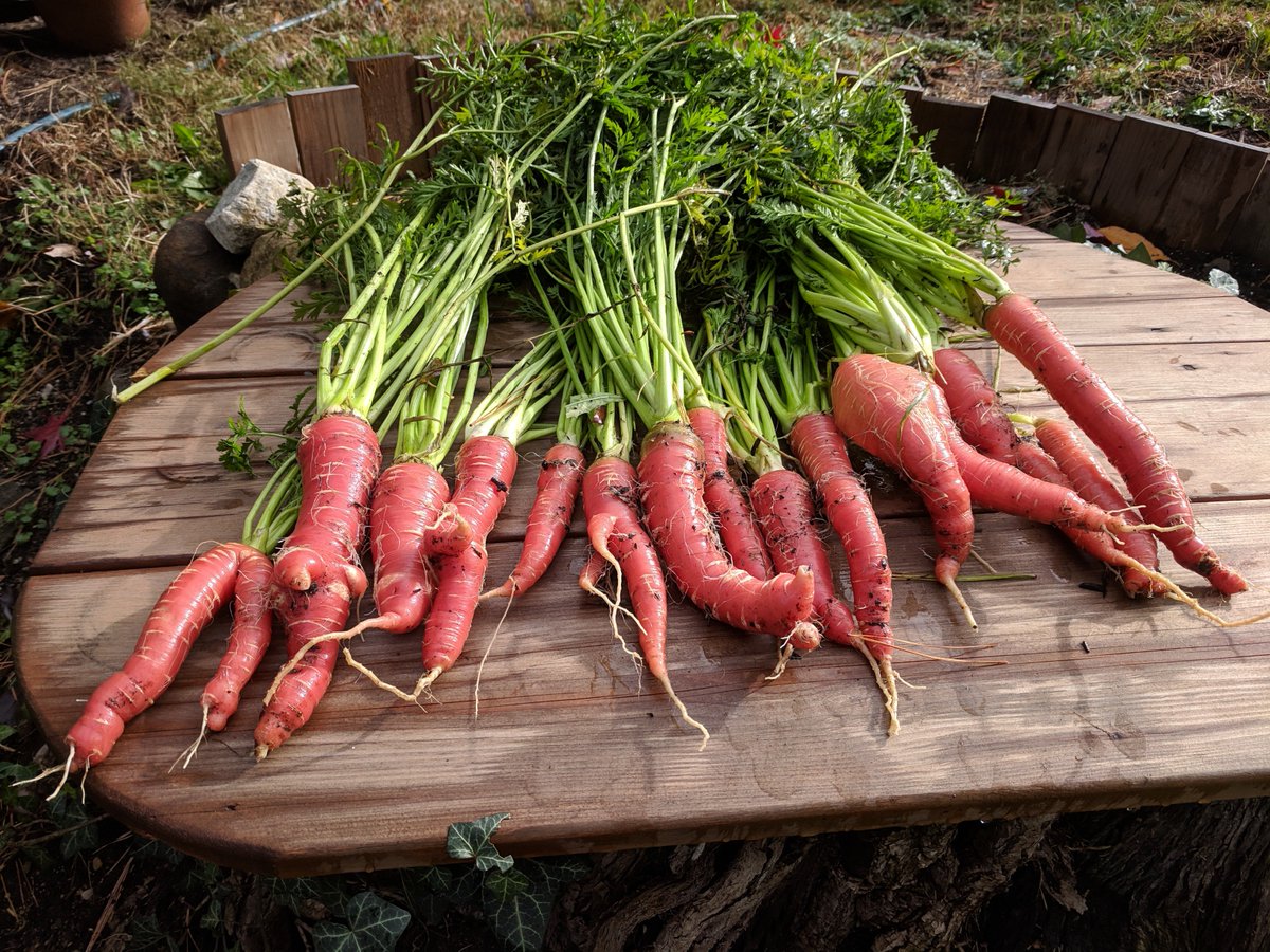 MyHarvestLiving's tweet photo. #MyHarvestLife Episode 43: A Final, Bright Orange Harvest!

Picked the last of my Nutri-red carrots grown from @SeedsNow seeds!

Also did a bunch of #jalapeno #pepper pickling to keep em from goin bad! I already lost a few :(

https://t.co/fnSo3xXNoI

#gardening #garden #gyo https://t.co/iGOomXVO1y