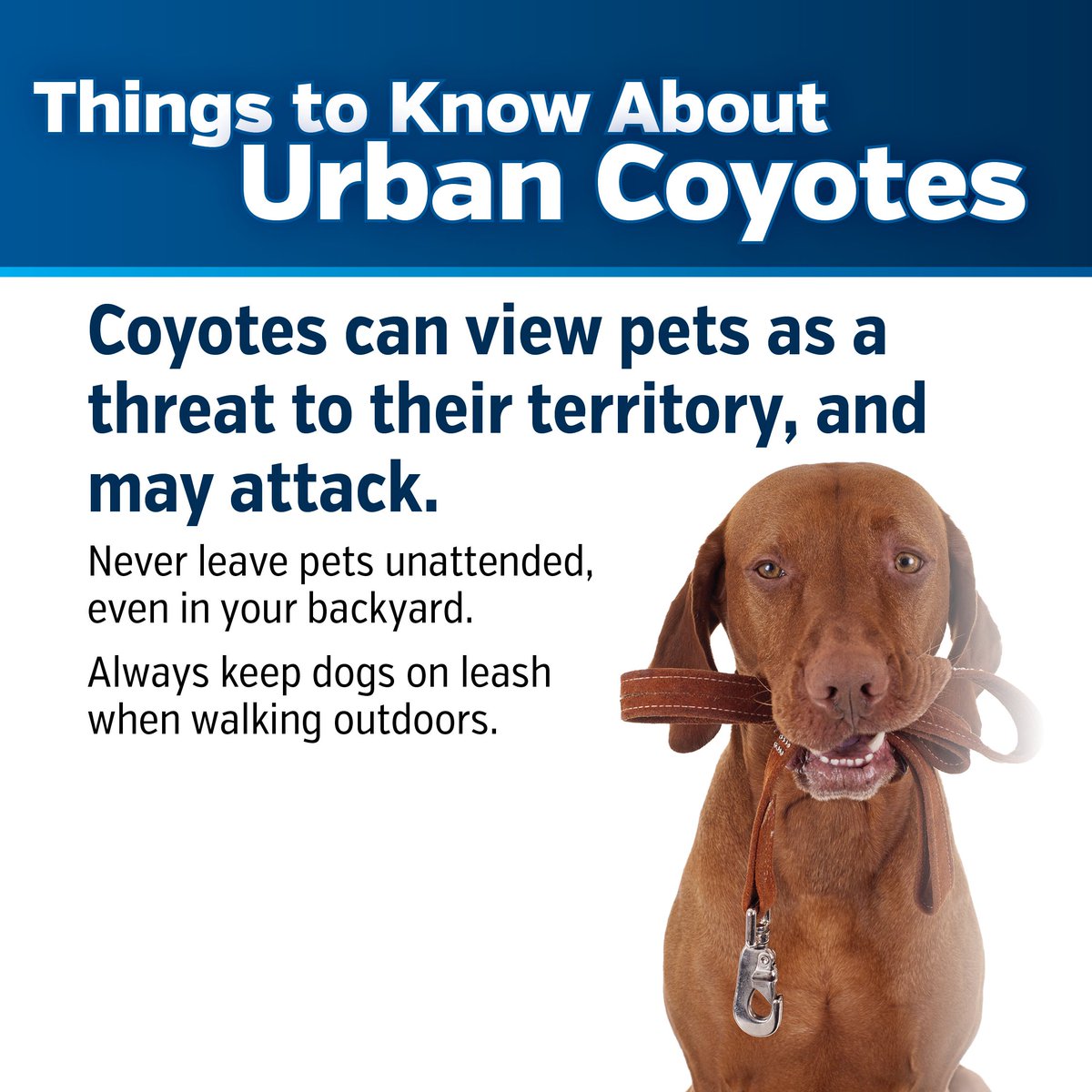 cityburlington's tweet photo. Coyotes can view pets as threats to their territory and may attack! Never leave your pets unattended. Learn more at https://t.co/41M5P78fq4  #BurlON #LivingWithCoyotes https://t.co/1IpwWB7dRk