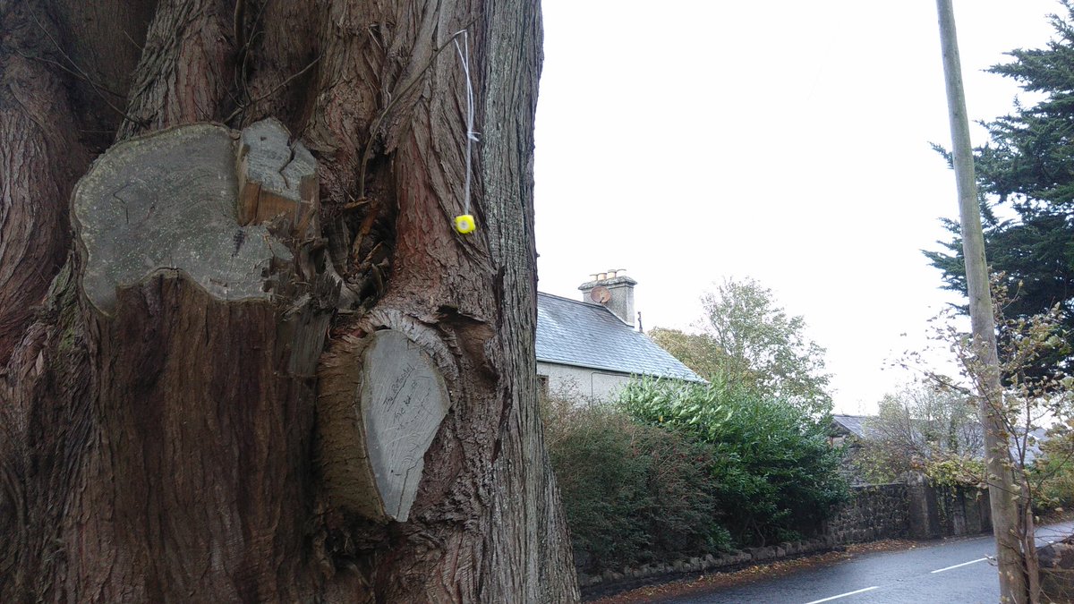 WhiteheadDucks's tweet photo. #Whitehead #Ducks #Tree https://t.co/URiduFyIWF