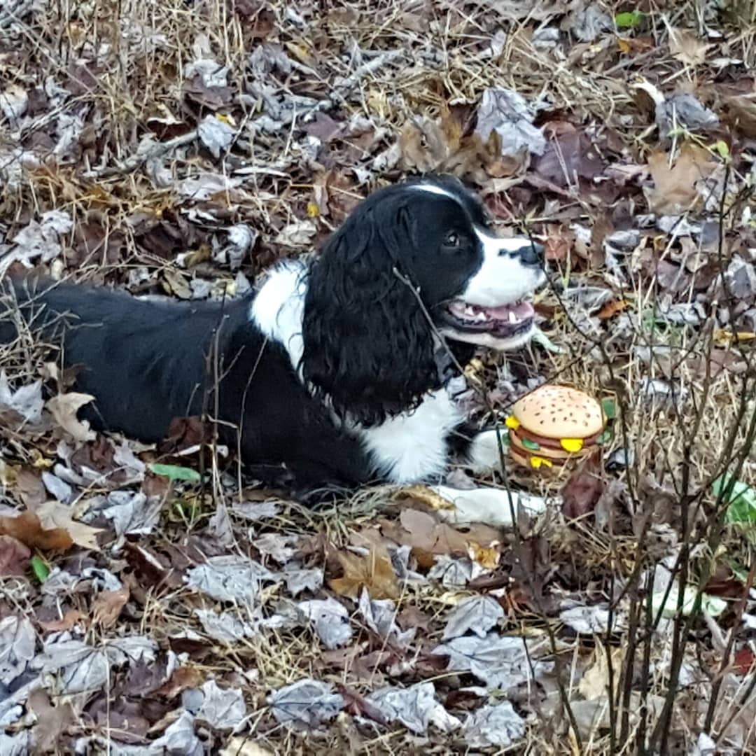 I am clearing leaves and these two are lounging in them