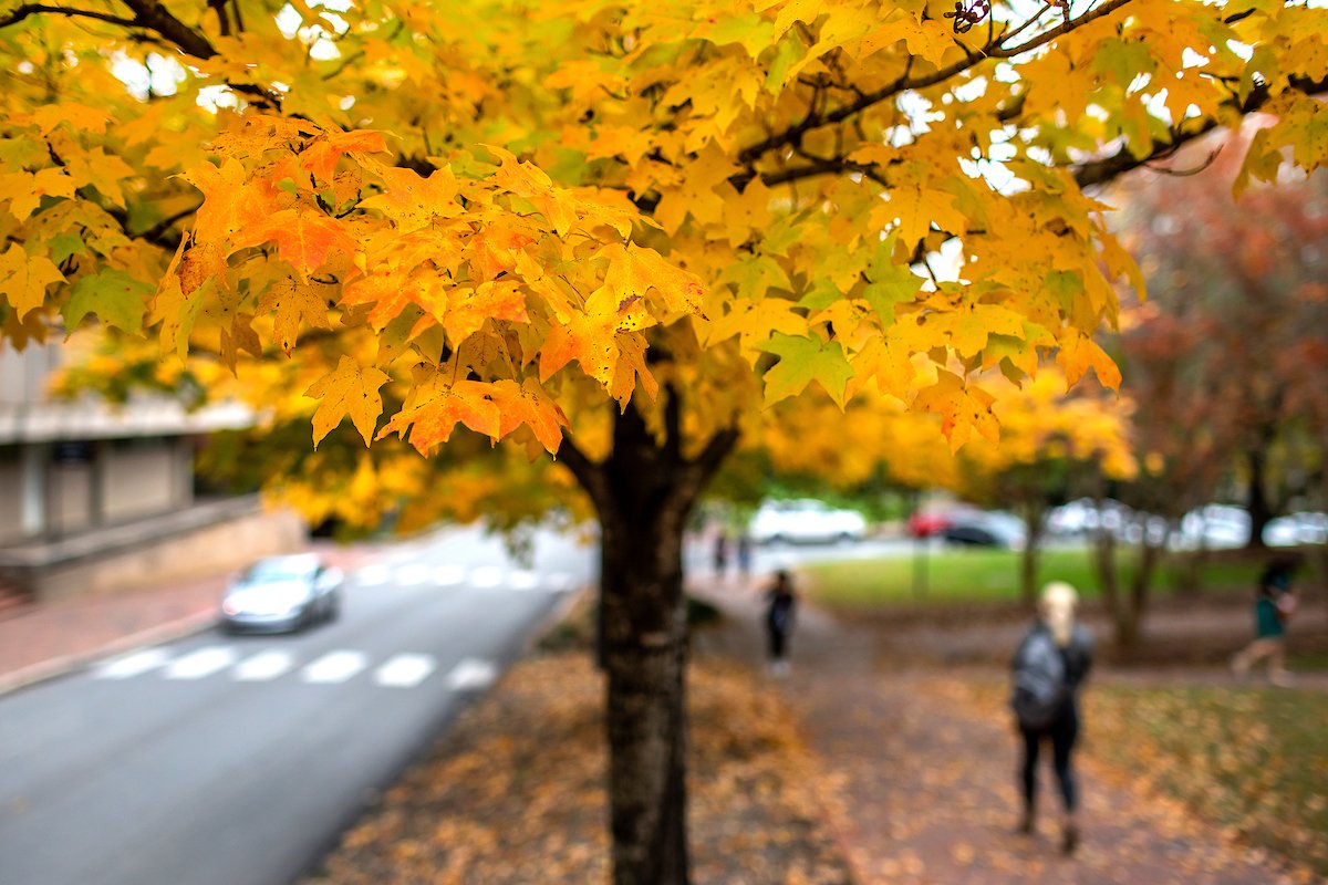 UNC's tweet photo. We loved seeing so much Carolina blue on campus this weekend for @UNC_Homecoming. But we hope you enjoyed seeing these breathtaking fall colors too! 😍 #UNC #UNCHC https://t.co/4T0zIA4gf9