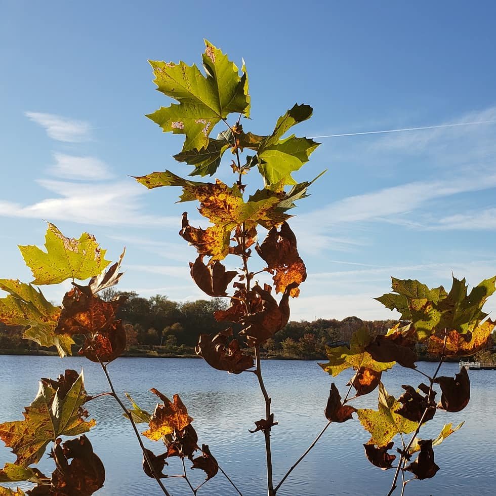 AirDrewUA's tweet photo. Soaking in some Fall color #lakeartemisia #falldc #nofilter https://t.co/2PrswNkWPy