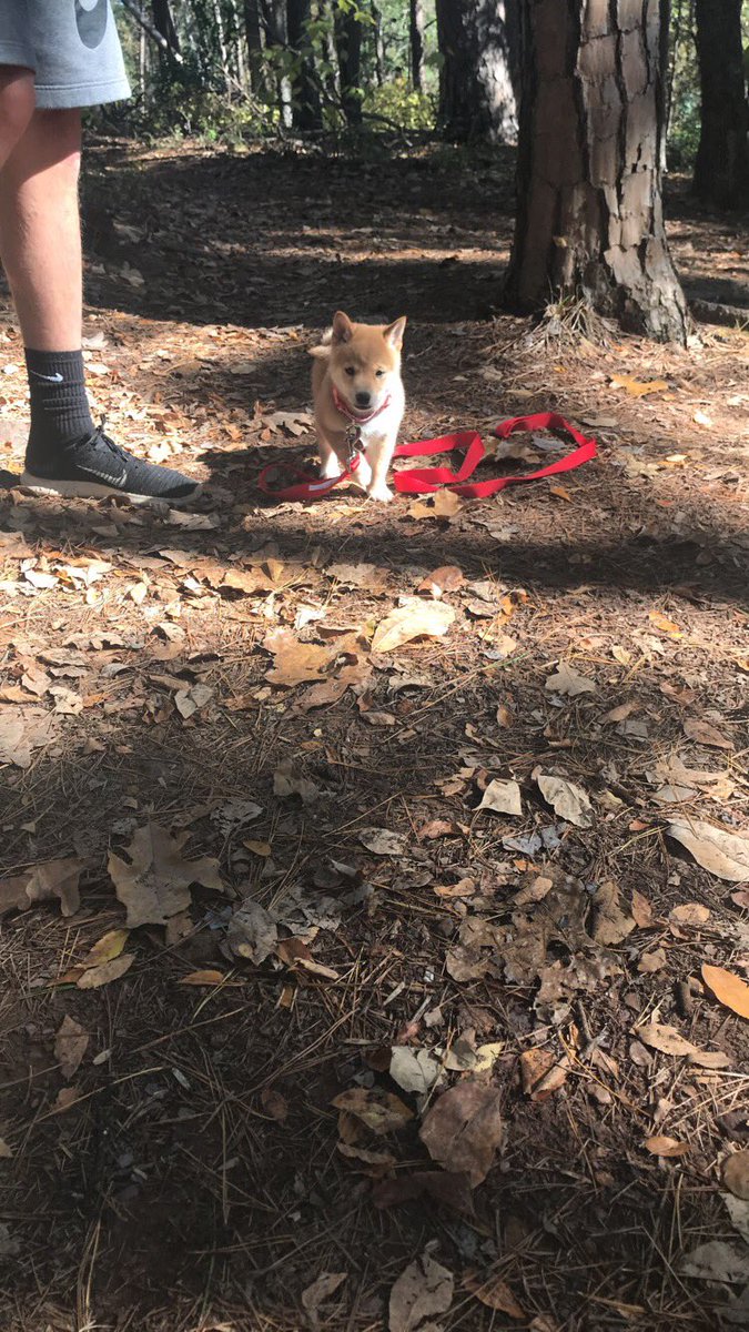 RoderickVoisin's tweet photo. Trail day with our new baby boy #koabear π https://t.co/H4UmyOT1pL
