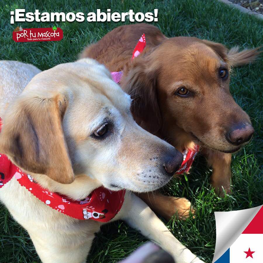 PORTUMASCOTAPTY's tweet photo. ¡La patria está de fiesta! Y nosotros también hasta las 06:00 pm #TeEsperamos https://t.co/xtcNfFQdOE
