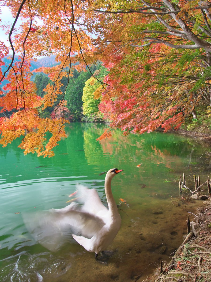 Kazuyuki Matsui じもとphoto 伊奈ヶ湖紅葉 南伊奈ヶ湖 18 11 4 昨日の撮影より 紅葉の見頃は一週間ほど続きそうです こちらは後編 前編はコチラ T Co Rox5s225lz 伊奈ヶ湖 南アルプス市 紅葉 櫛形山 T Co Xr1zzcq5zi