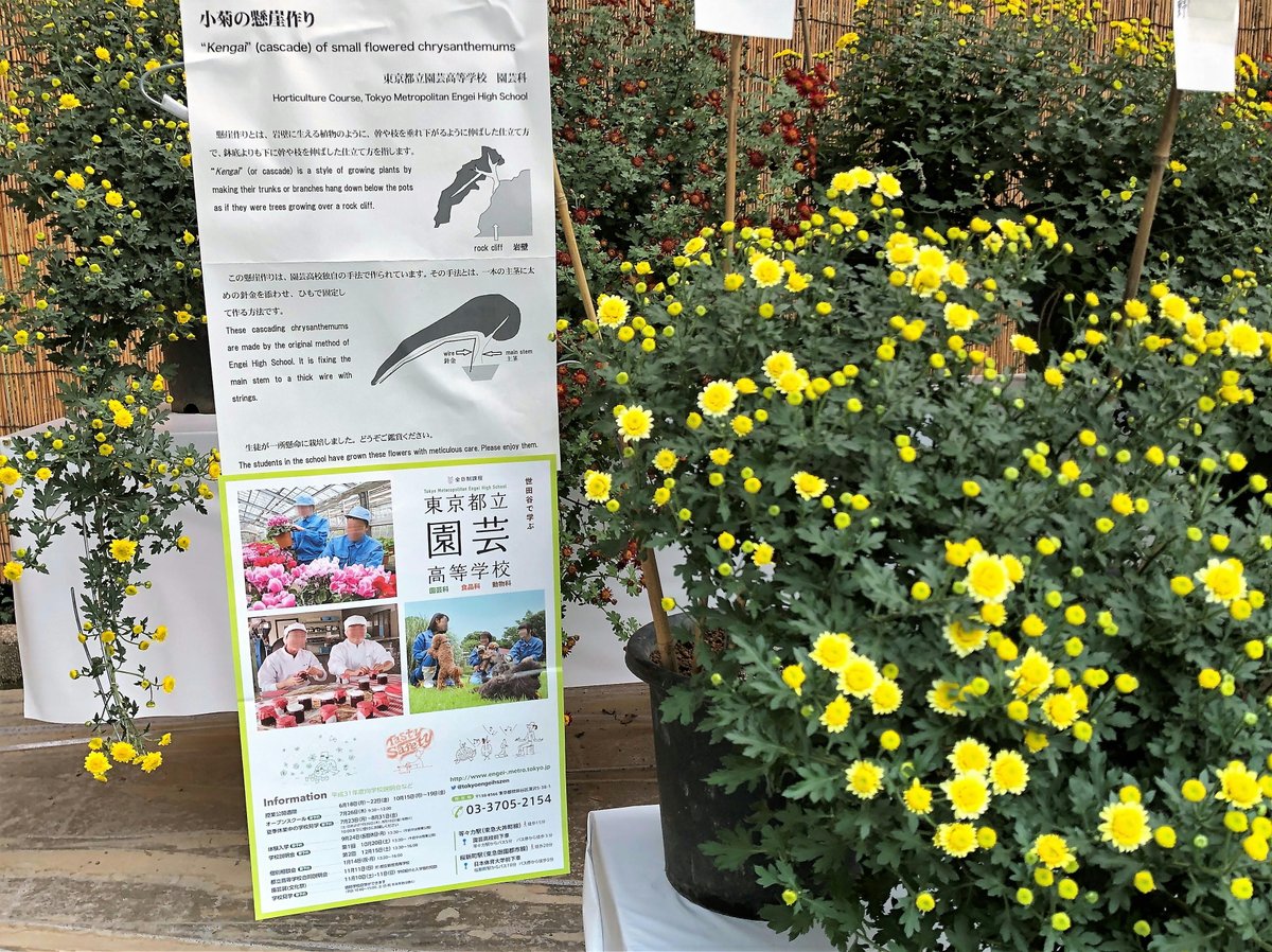 東京都立園芸高等学校 全日制課程 H30 11 4現在の 明治神宮菊花展で展示中の懸崖菊です だいぶ開花してきました 今回から外国の方へ向けた 英語の説明文を展示してみました