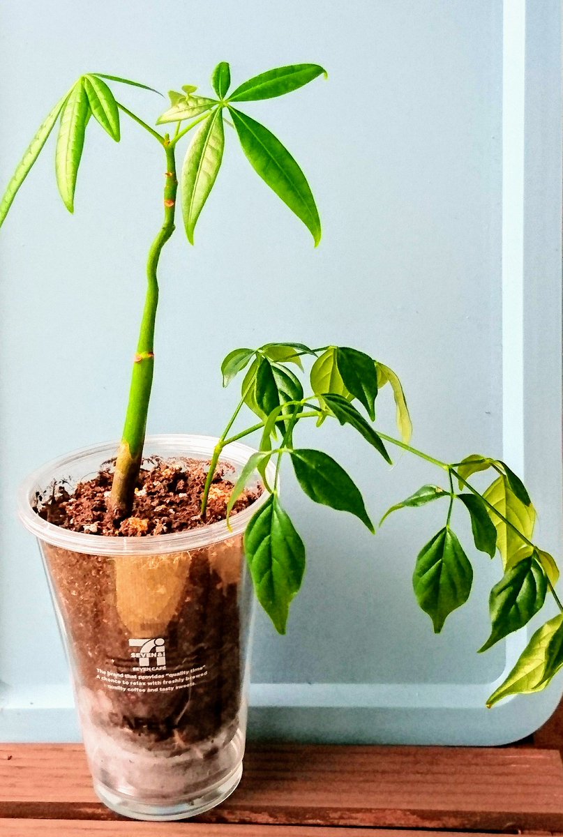 植木鉢の代用品 8選 袋やペットボトル 牛乳パックなど 作り方を動画付きで紹介 代用品お探しサイト 困った時に役立つ カワルン
