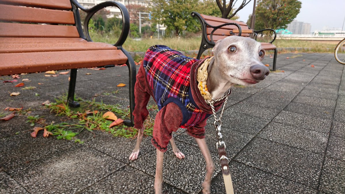犬の変顔 犬の変顔