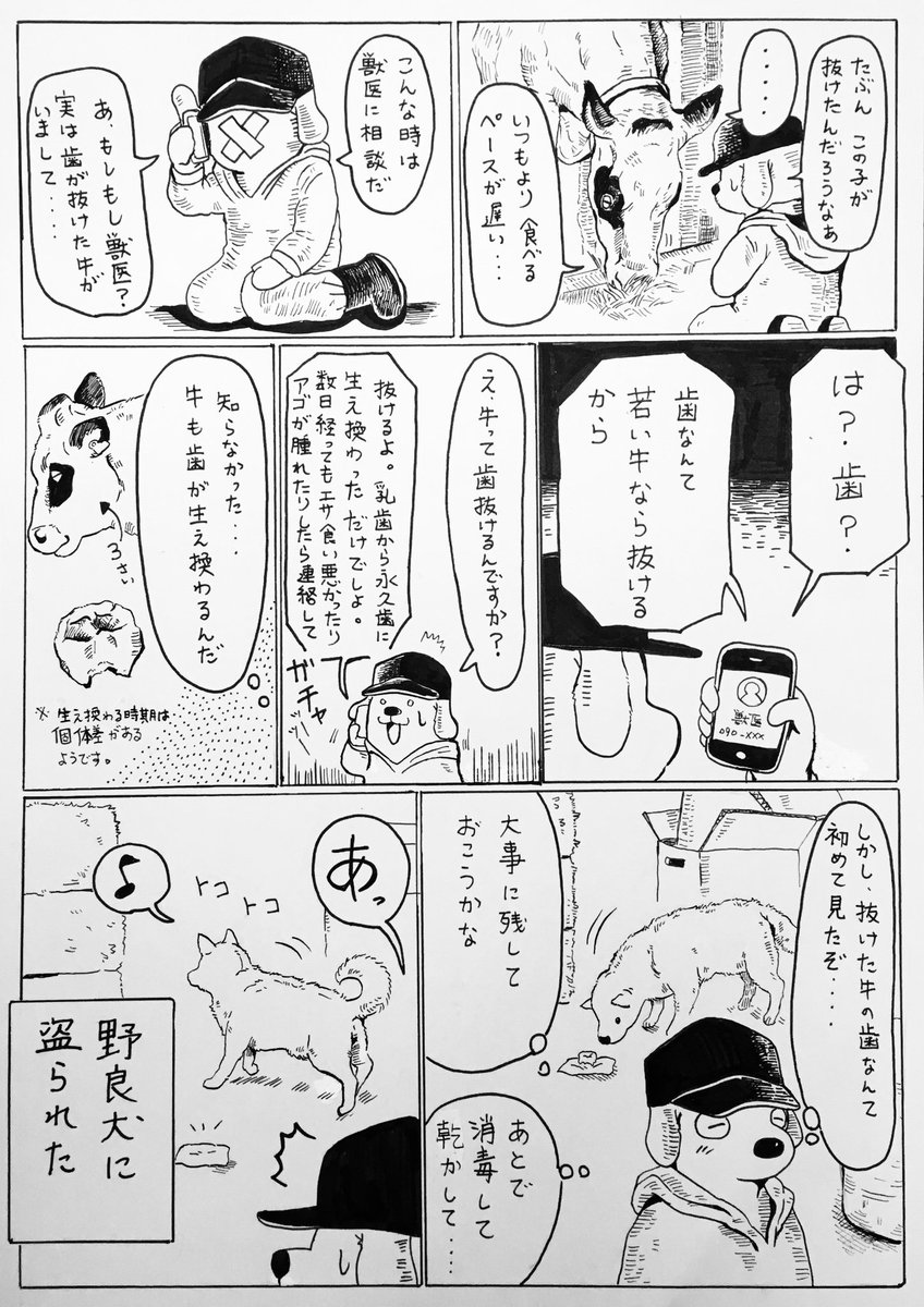 ?牛の歯?

自分が無知である事を曝け出しているだけなんですが…

反芻を繰り返し、長い時間、飼料を噛み続ける草食動物の歯って、凄く頑丈なんだろうと思いつつ、実際に彼らの口の中をじっくり観察した事がない?

ベロは毎日見るんですけ… 