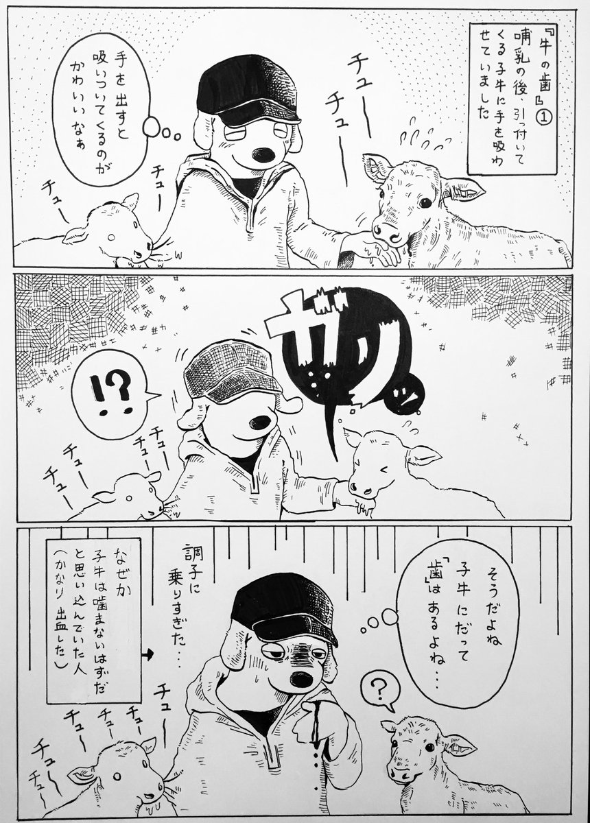 牛川いぬお 書籍発売中 Twitterissa 牛の歯 自分が無知である事を曝け出しているだけなんですが 反芻を繰り返し 長い時間 飼料を噛み続ける草食動物の歯って 凄く頑丈なんだろうと思いつつ 実際に彼らの口の中をじっくり観察した事がない ベロは毎日見るん